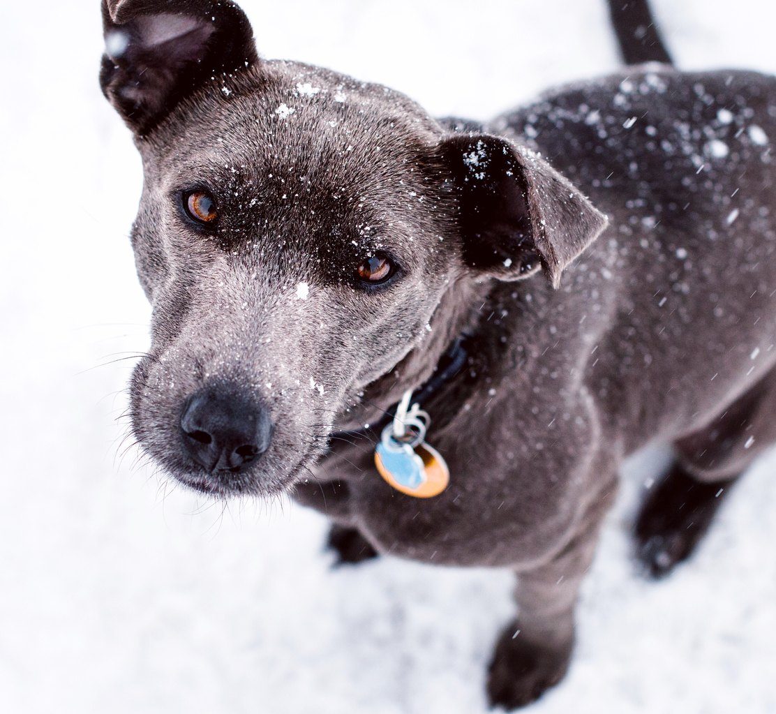 Un cane nella neve con la medaglietta OmnyQR al collare