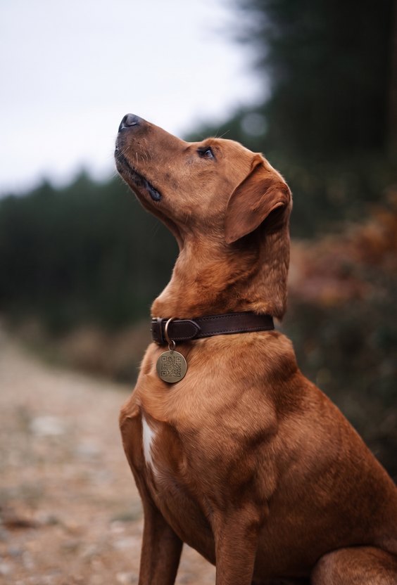 Un cane seduto con la medaglietta al collare